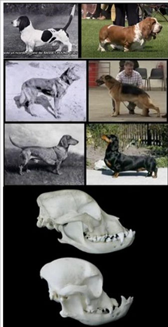 Storia del Cane Modifiche e Danni