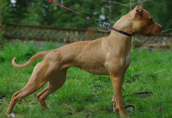 Pit Bull Ragioniamoci ad alta voce…