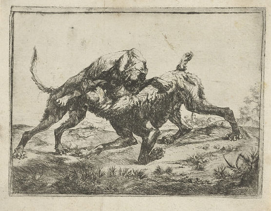 Storia del combattimento fra cani e la sua evoluzione nel tempo