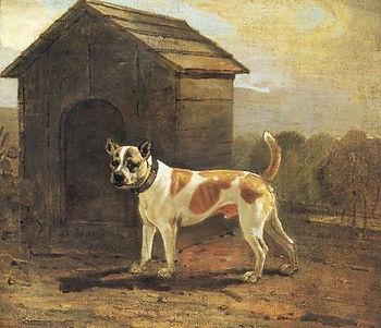 Lo strano caso dei pit Bull