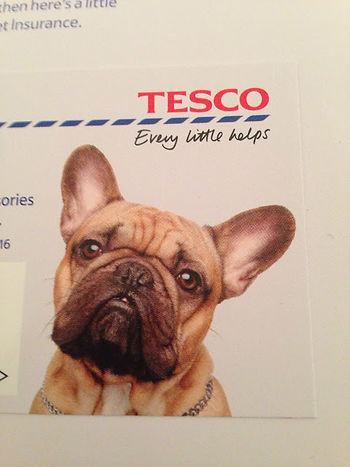 French Bouledogue… Perfect Dog.