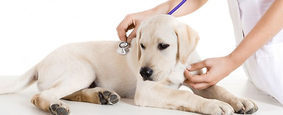 Avere un Cane…