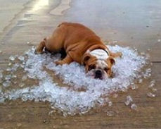 Cane sdraiato sul ghiaccio durante una situazione di caldo