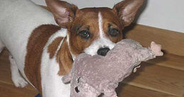 Cane con un peluche durante un comportamento materno